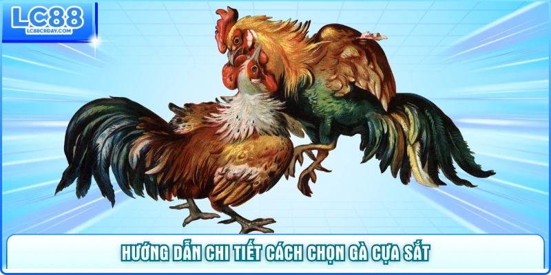 Hướng dẫn chi tiết cách chọn gà cựa sắt