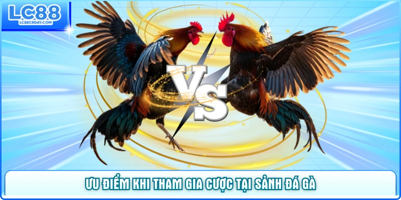 Ưu điểm khi tham gia cược tại sảnh WS168 đá gà